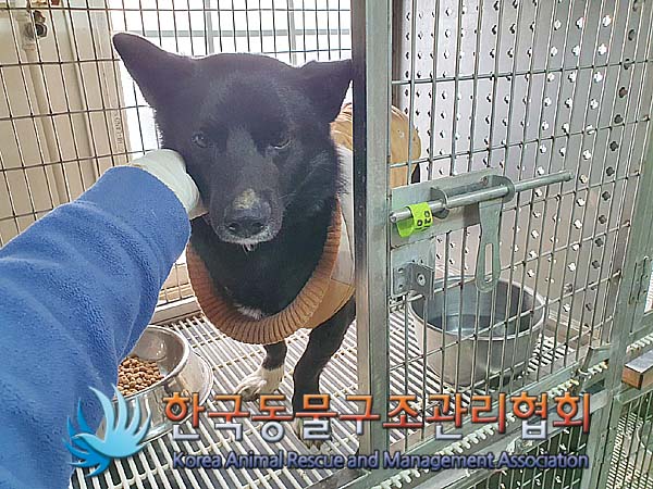 종료(반환) 믹스견…