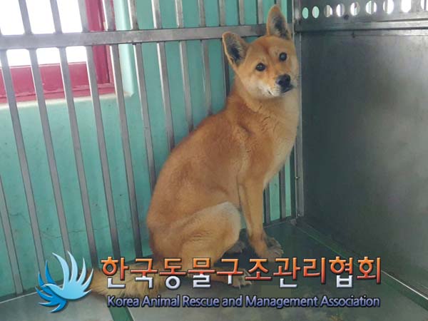 보호중 믹스견의 가…