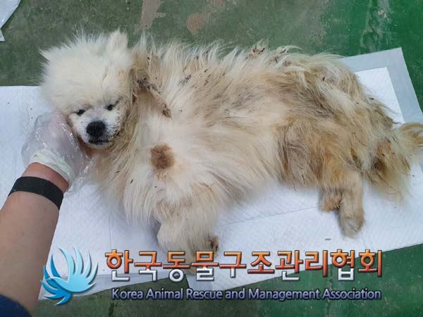 한국동물구조관리협회_441414202400067