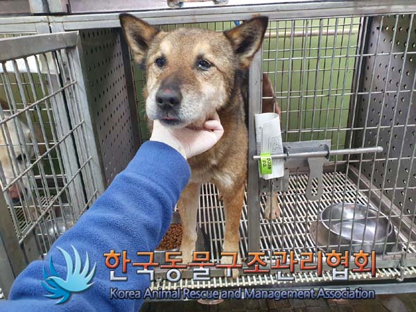 종료(반환) 믹스견…