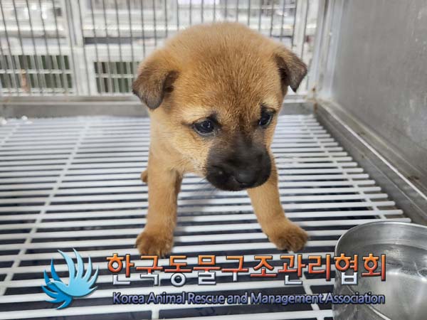 한국동물구조관리협회_441559202400084