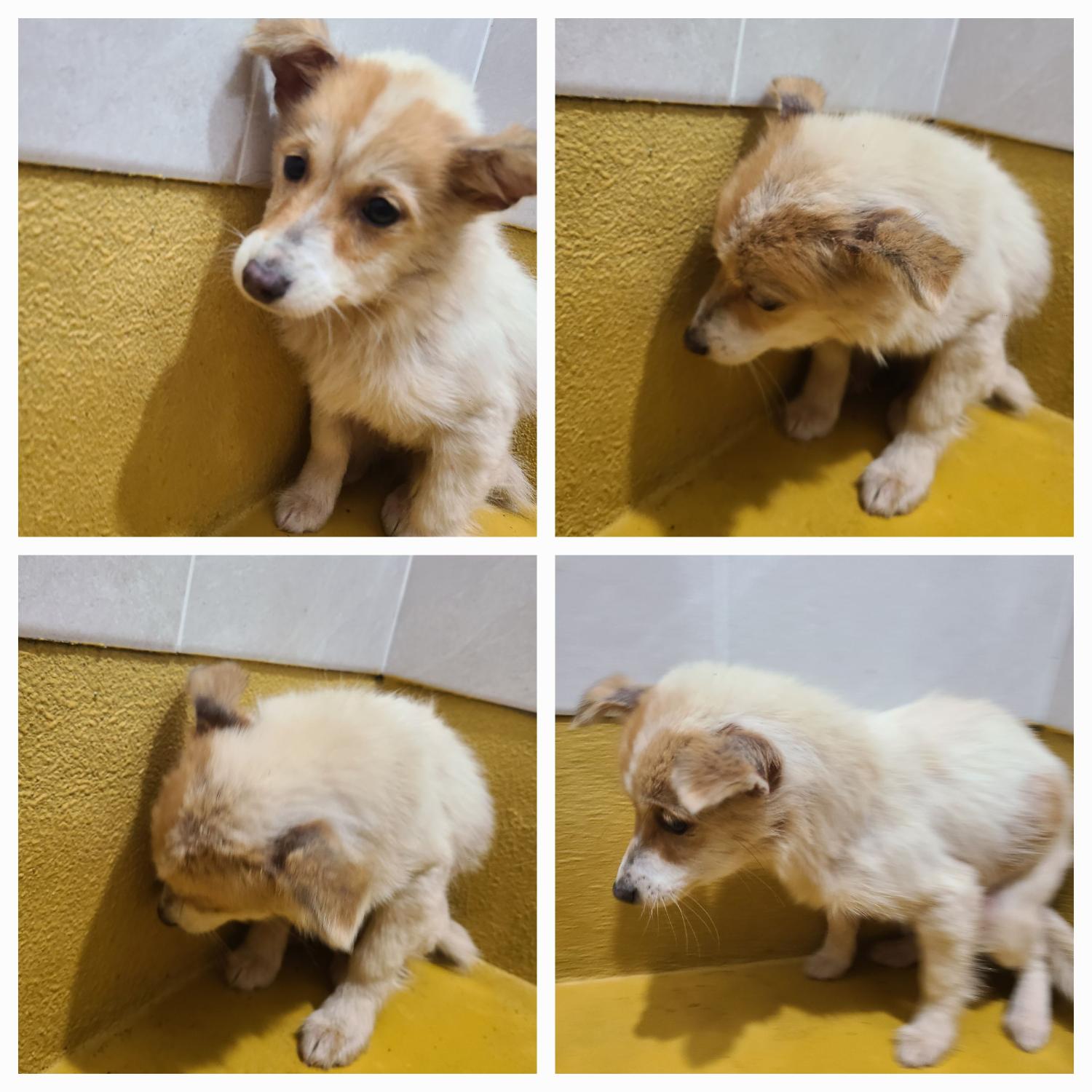 천안시 동물보호센터_444449202400132