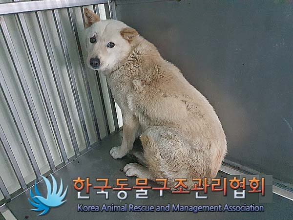 보호중 믹스견의 가…