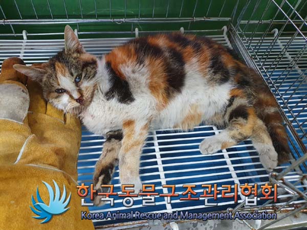 한국동물구조관리협회_411315202400021