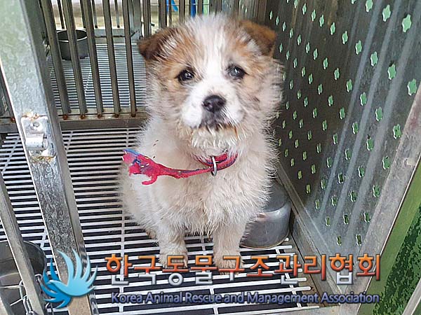 종료(입양) 믹스견…