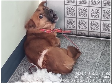 대전동물보호센터_430366202400038