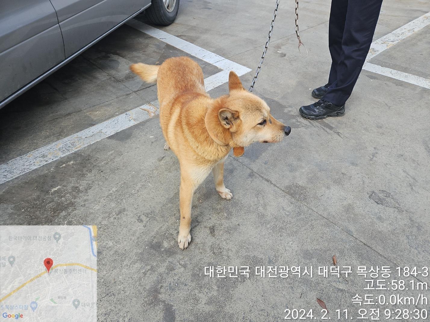 종료(반환) 진도견…