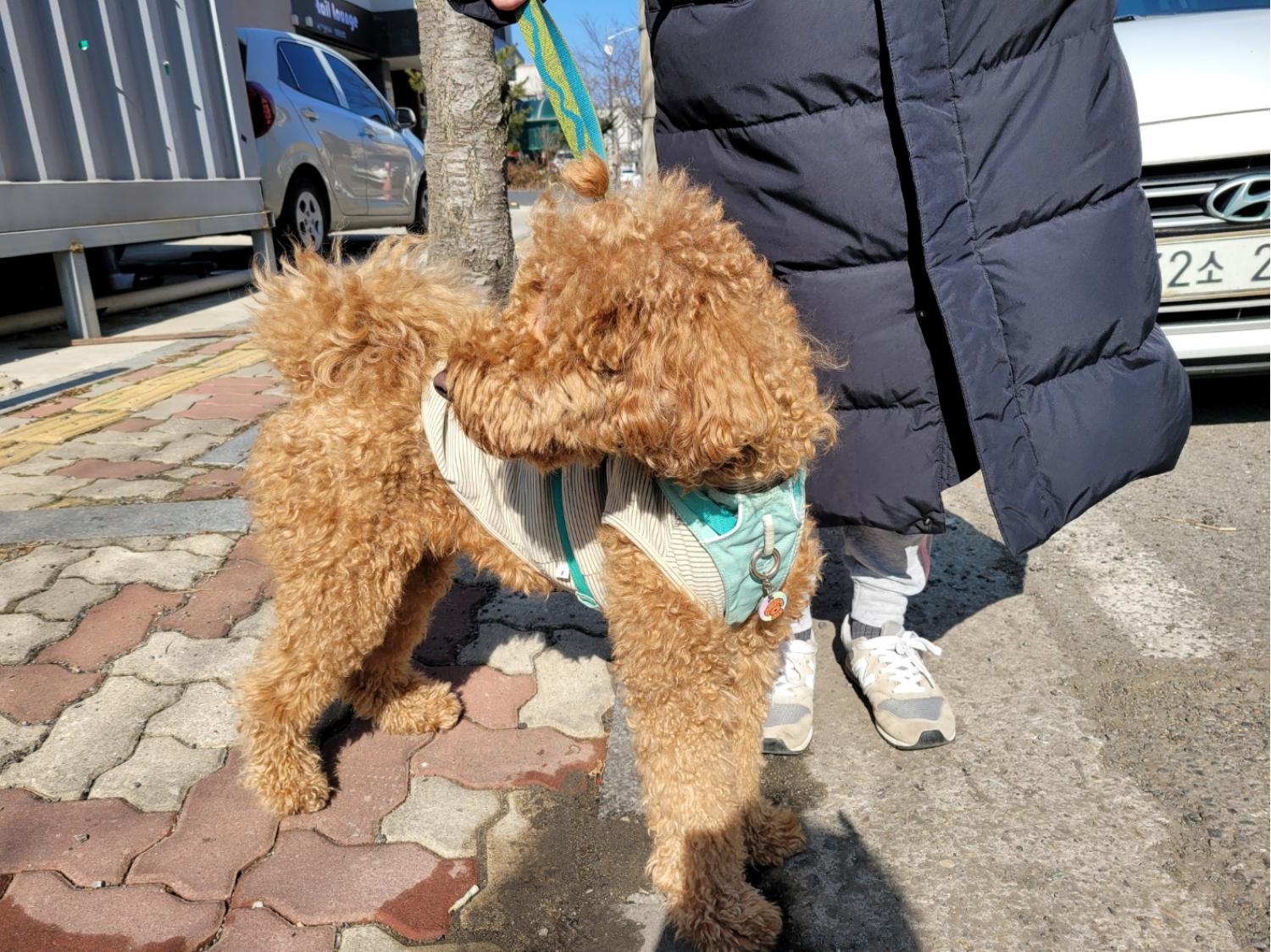 종료(반환) 푸들의…