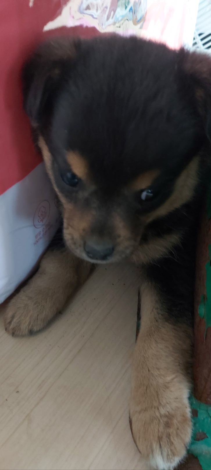 보령시유기동물보호소_444451202400093
