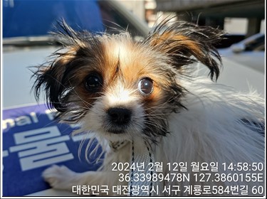 종료(반환) 믹스견…