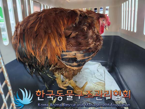 한국동물구조관리협회_411317202400007