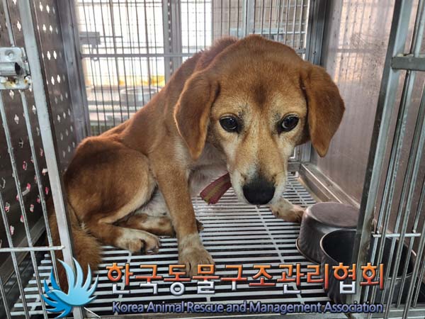 한국동물구조관리협회_441560202400125