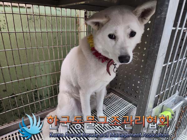 종료(반환) 믹스견…