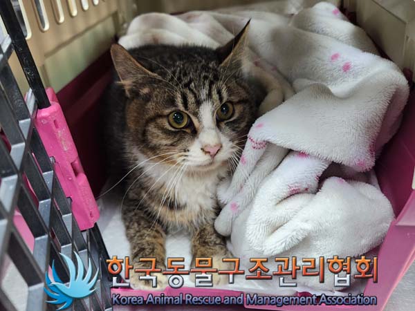 [고양이] 한국 고양이 서울-중랑-2024-00014 유기동물 배경 이미지 입니다.