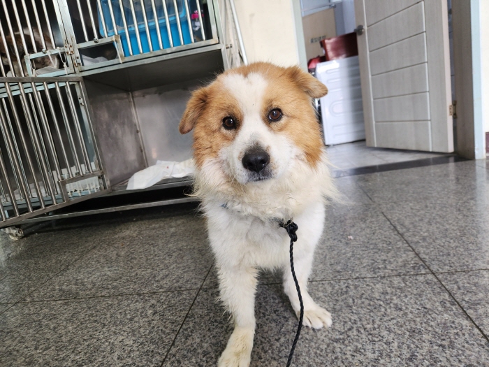 광주 동물보호소_429360202400018