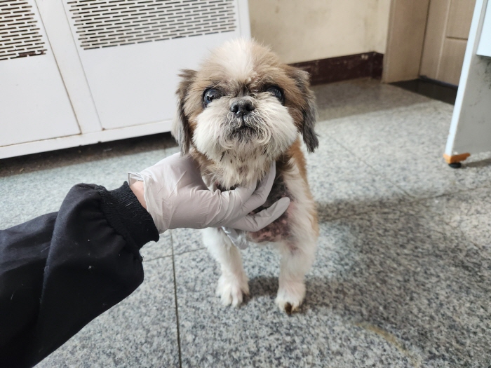 종료(반환) 시츄의…