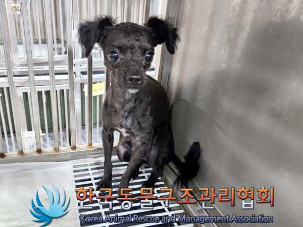 종료(반환) 믹스견…
