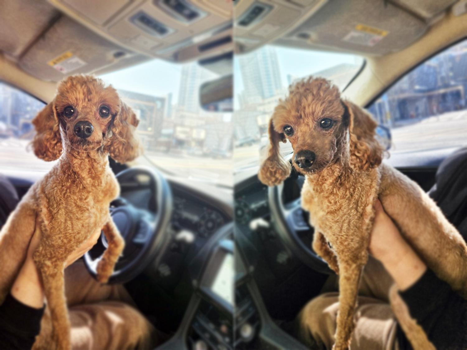 (사)영일동물플러스_447502202400109