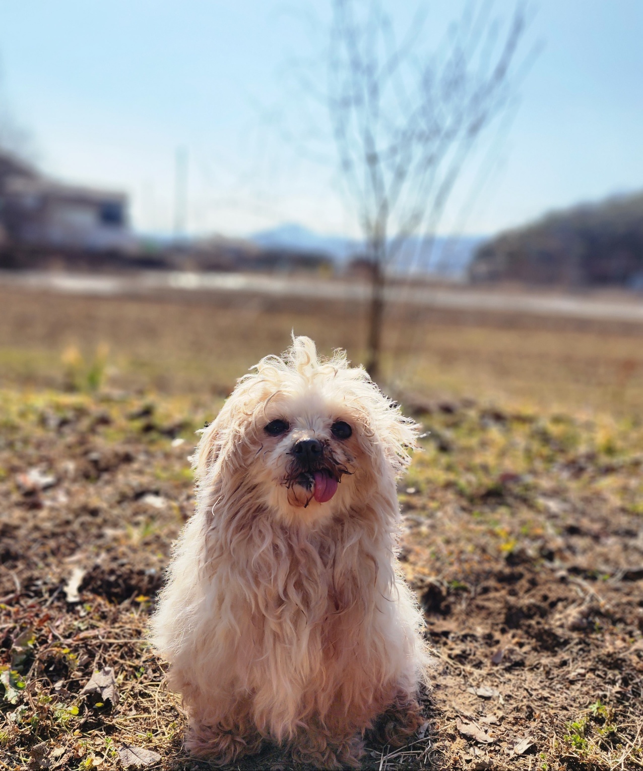 보호중 말티즈의 가…