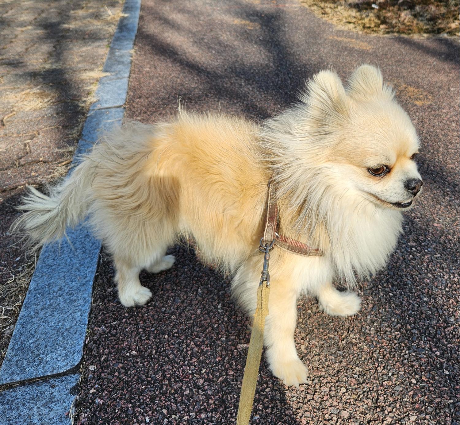 보호중 포메라니안의…