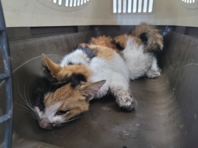 [고양이] 믹스묘 부산-동래-2024-00014 유기동물 배경 이미지 입니다.