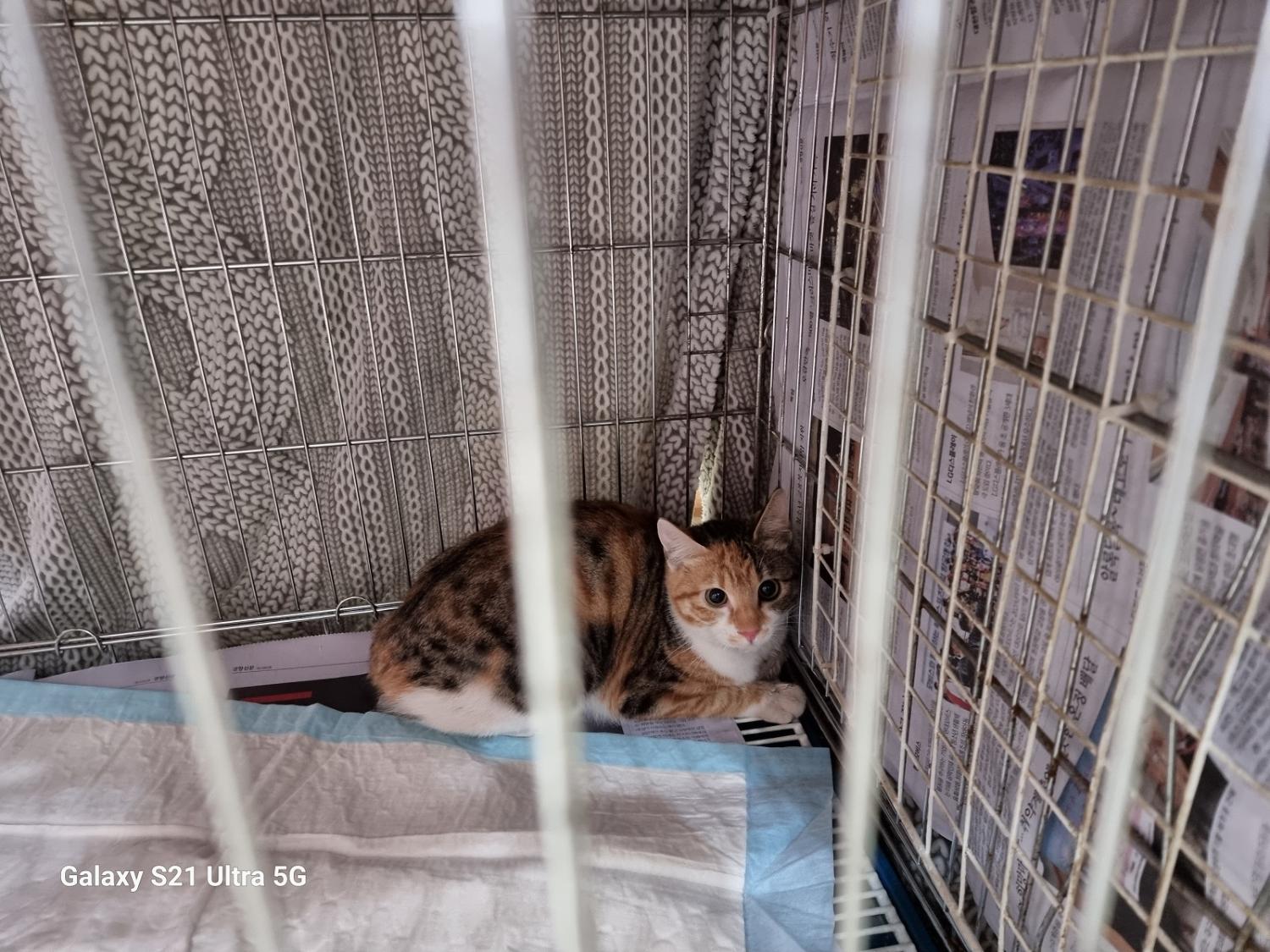 [고양이] 한국 고양이 인천-중구-2024-00055 유기동물 배경 이미지 입니다.