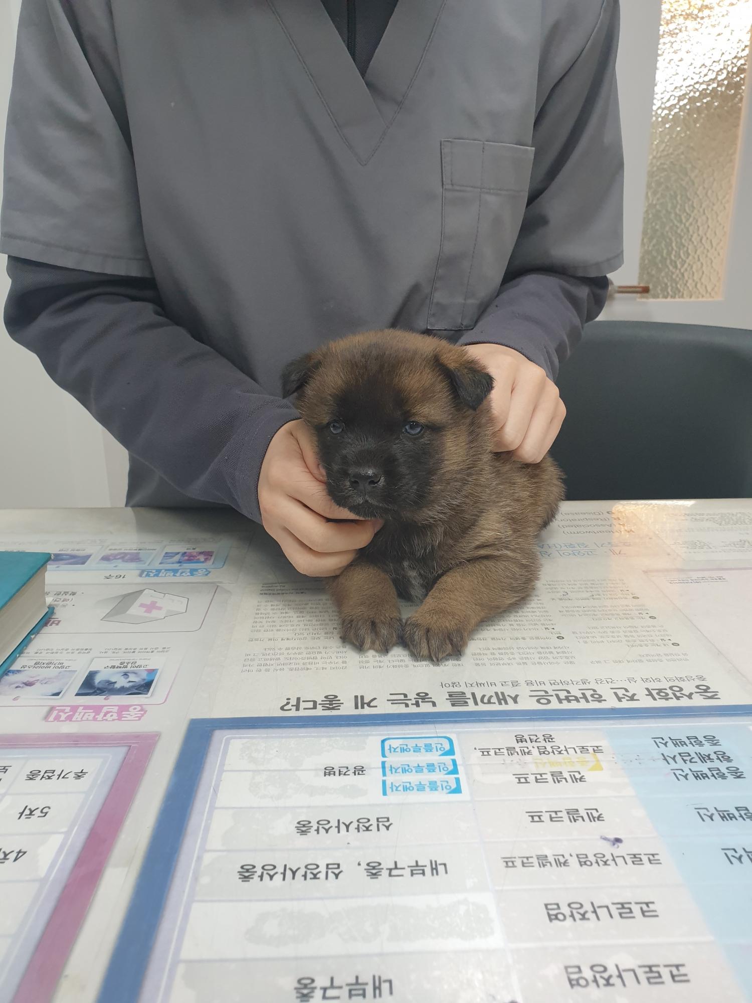 보호중 믹스견의 가…