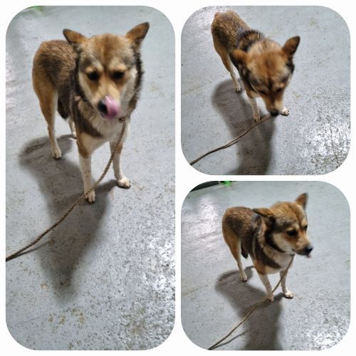 부안군 동물보호센터_445479202400096