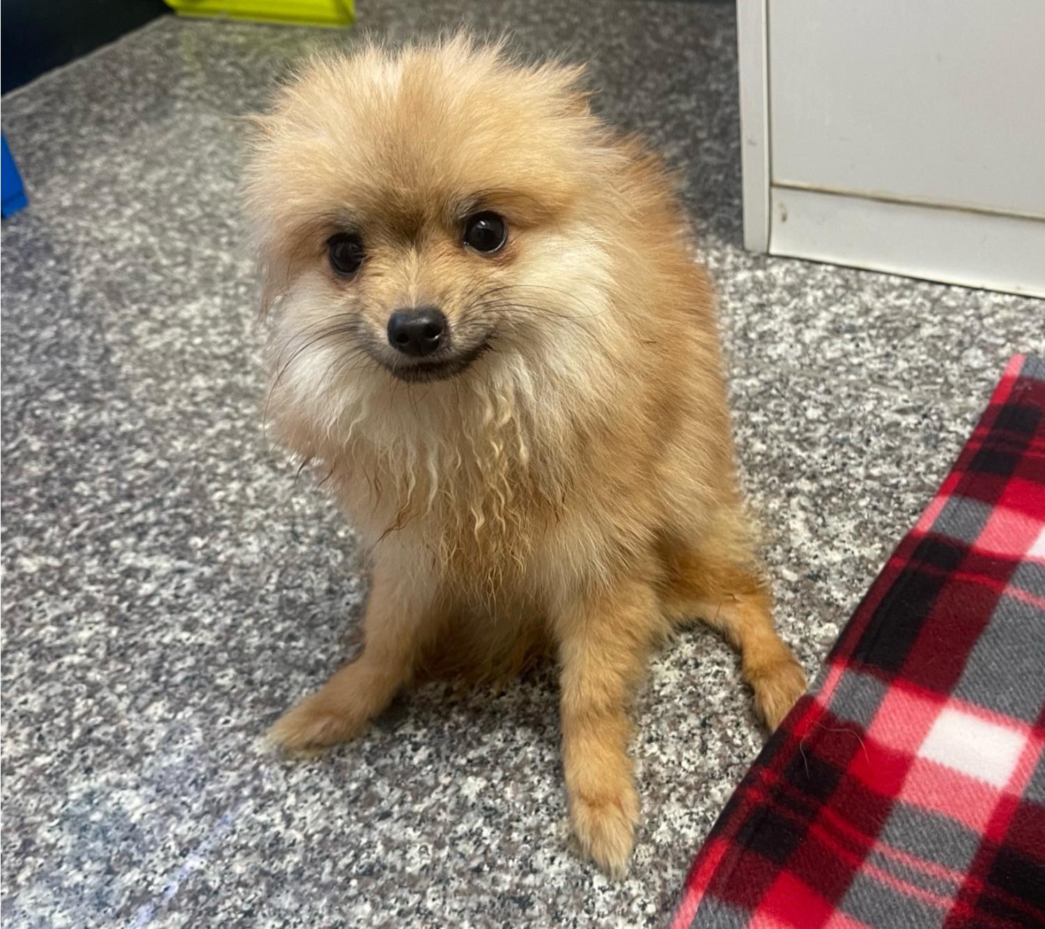 강릉시 동물사랑센터_442420202400066