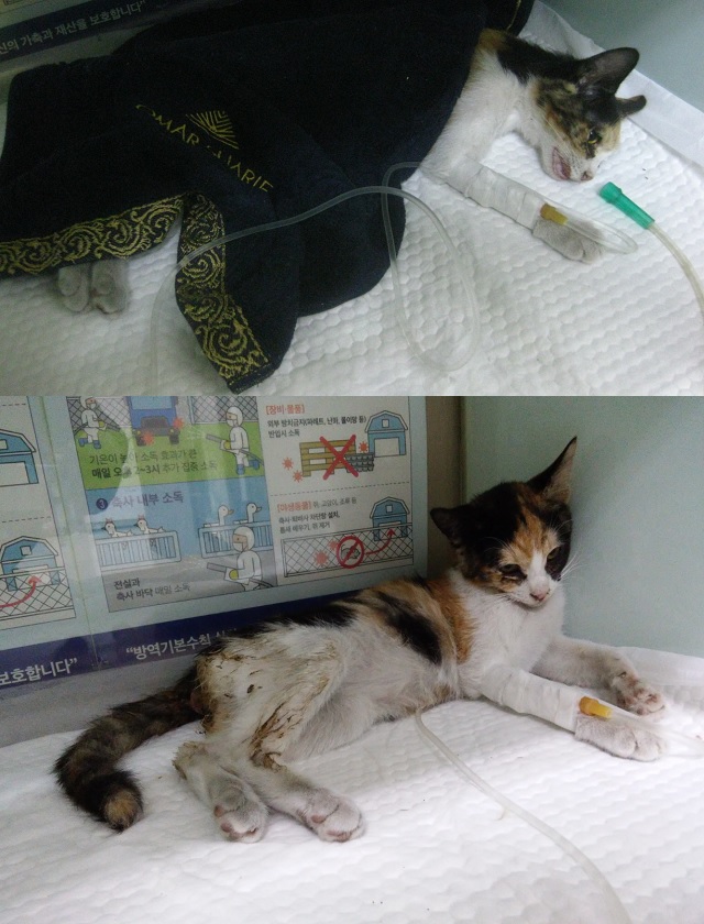 [고양이] 한국 고양이 울산-중구-2024-00016 유기동물 배경 이미지 입니다.