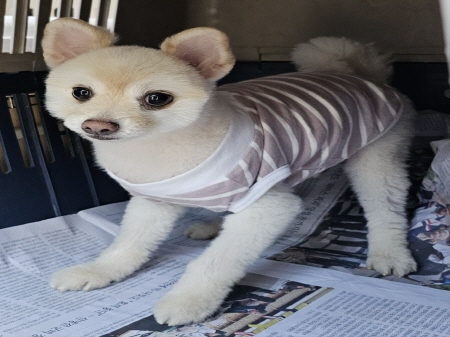 종료(반환) 포메라…