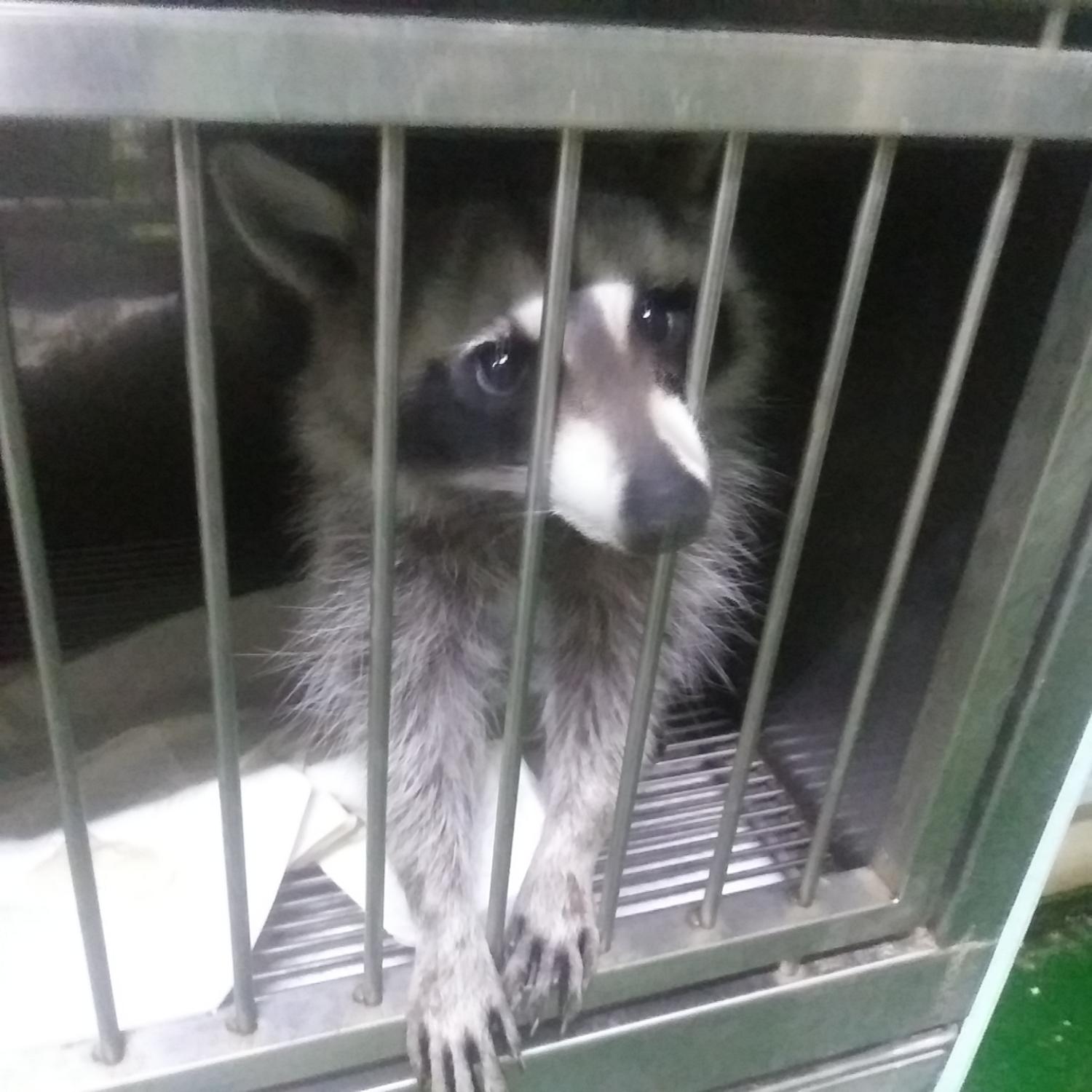 보호중 라쿤의 가족…