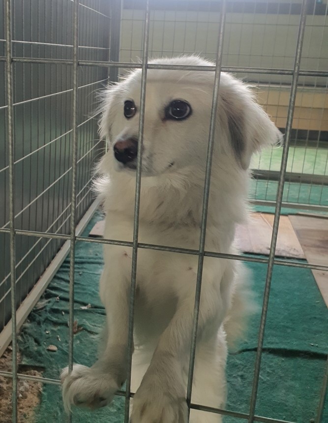 진도군임시보호소_446500202400012
