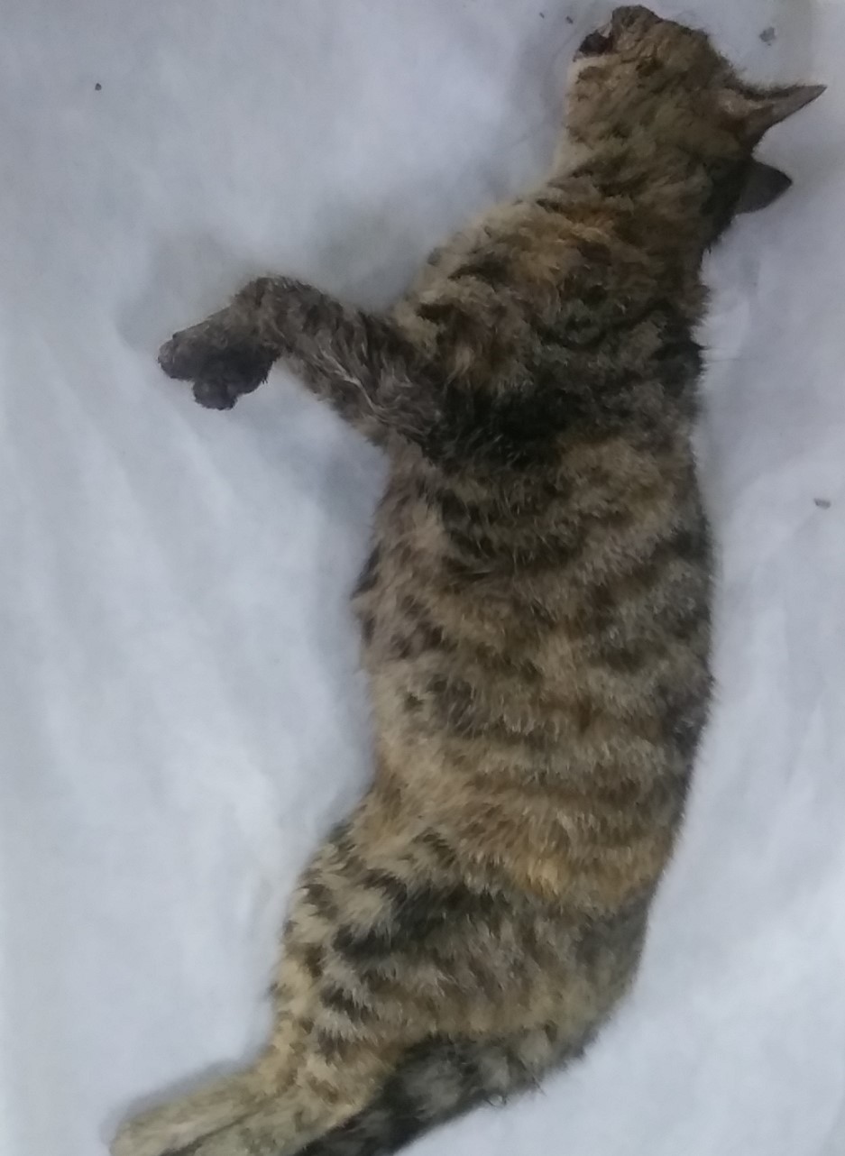 종료(자연사) 한국…