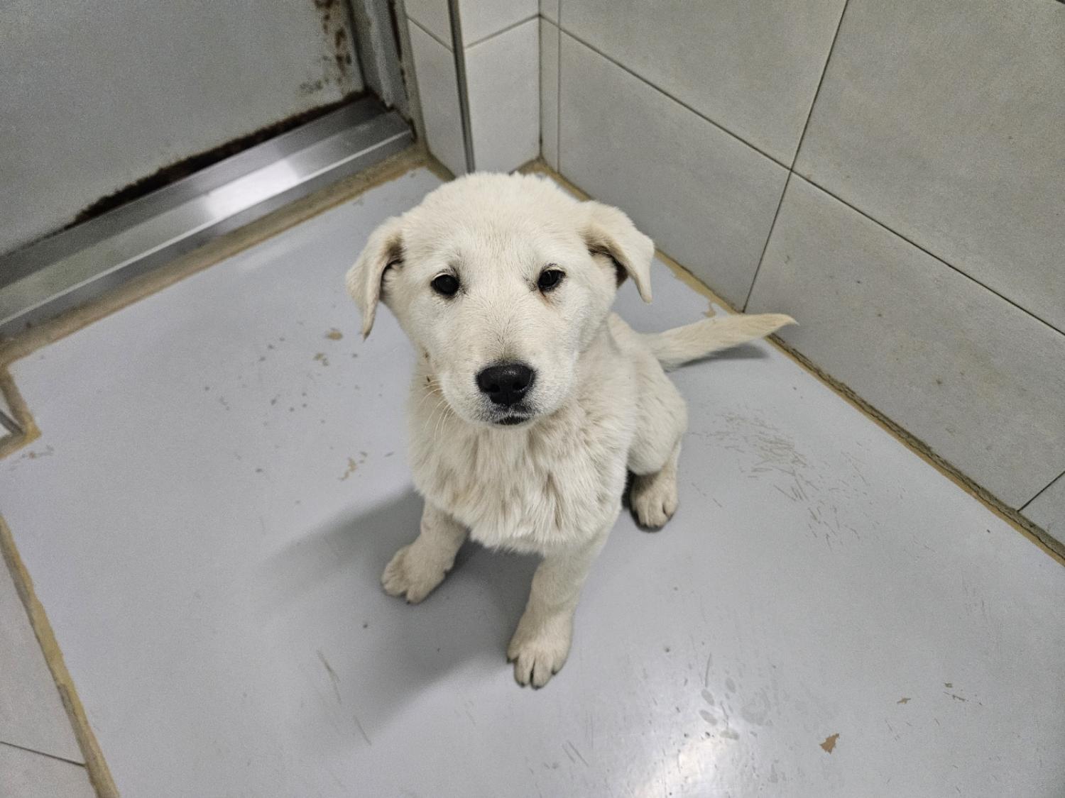 아산동물복지지원센터_444452202400177