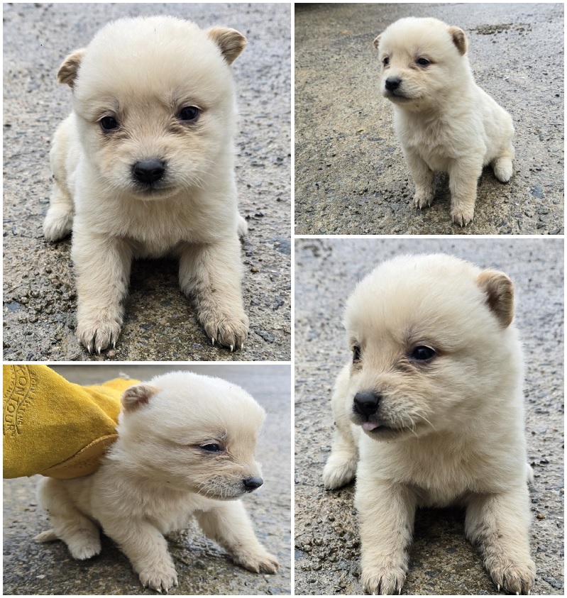 무안군유기동물보호소_446495202400070