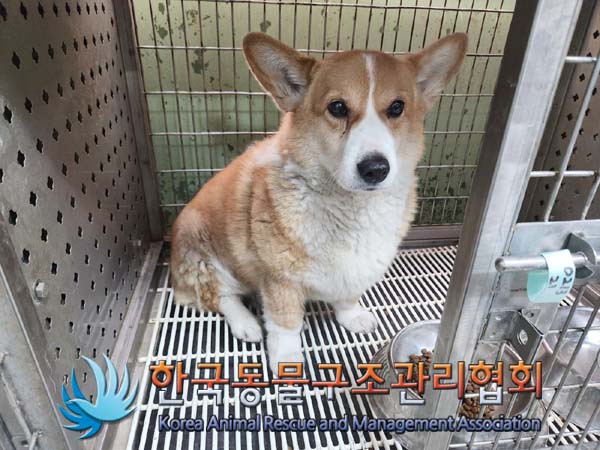 종료(반환) 웰시 …