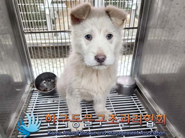 종료(입양) 믹스견…