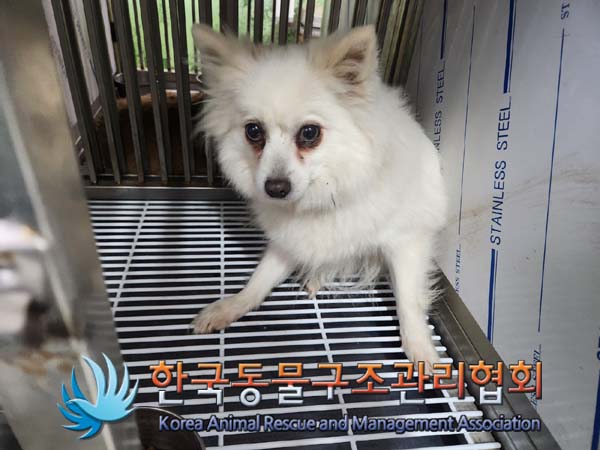 종료(반환) 스피츠…