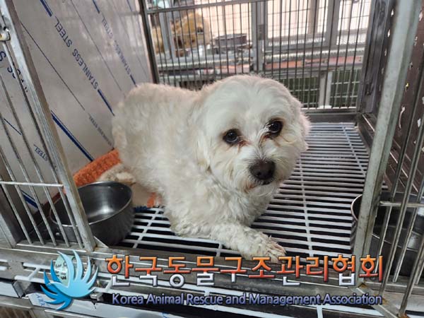 보호중 말티즈의 가…