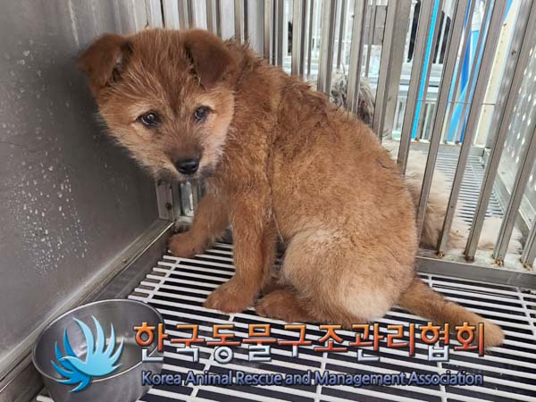 보호중 믹스견의 가…
