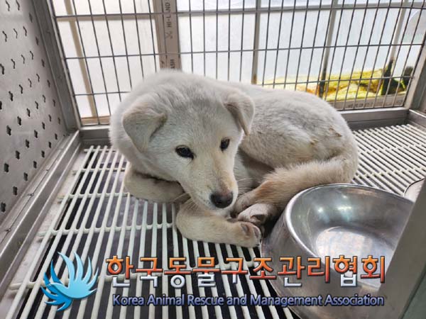 한국동물구조관리협회_441406202400187