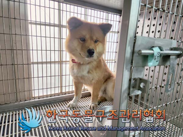 종료(반환) 믹스견…