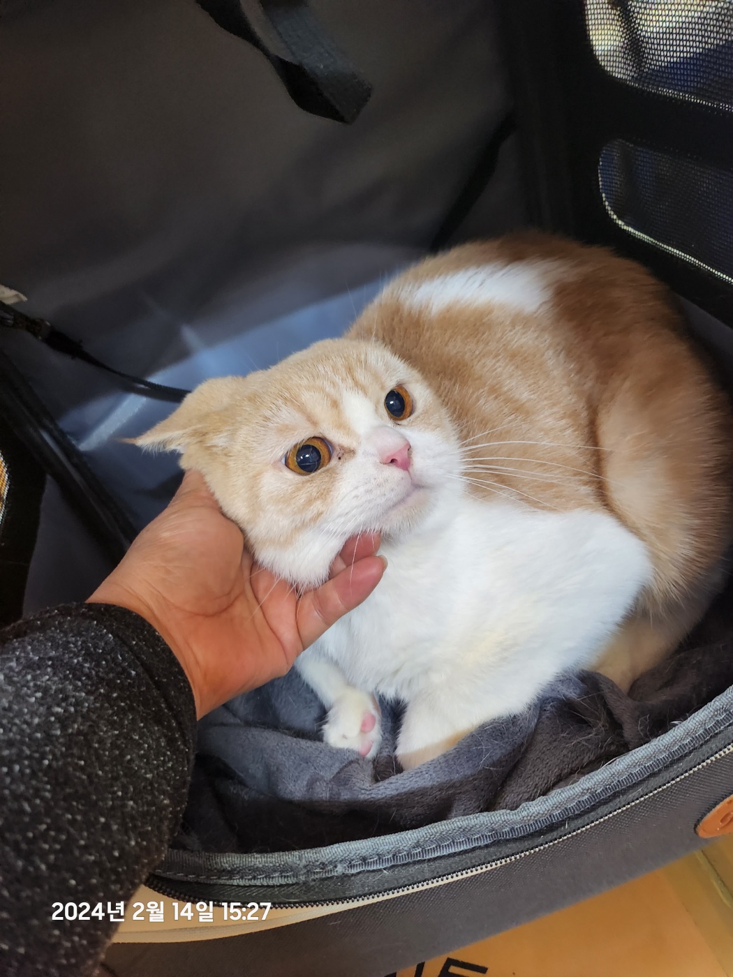 종료(입양) 스코티…