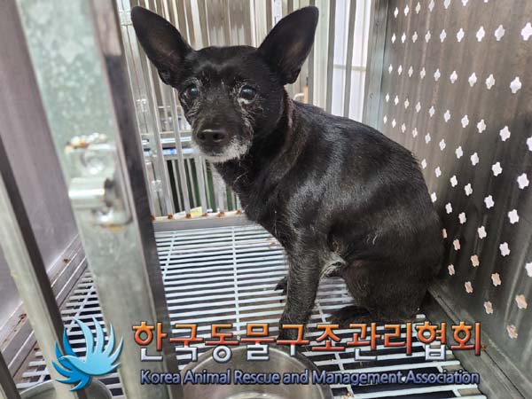 보호중 믹스견의 가…