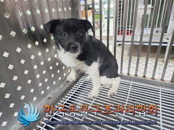 한국동물구조관리협회_441409202400182