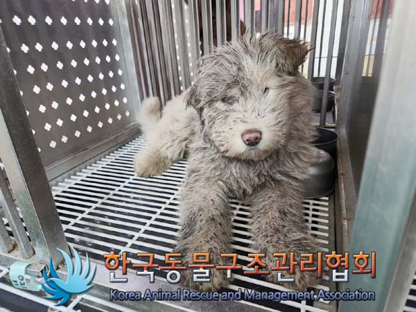 종료(자연사) 믹스…