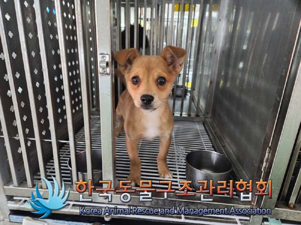 종료(입양) 믹스견…