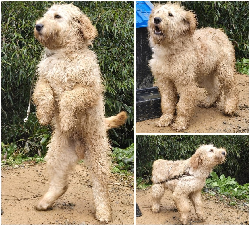 무안군유기동물보호소_446495202400079