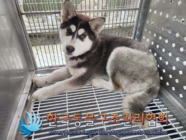 한국동물구조관리협회_441560202400128